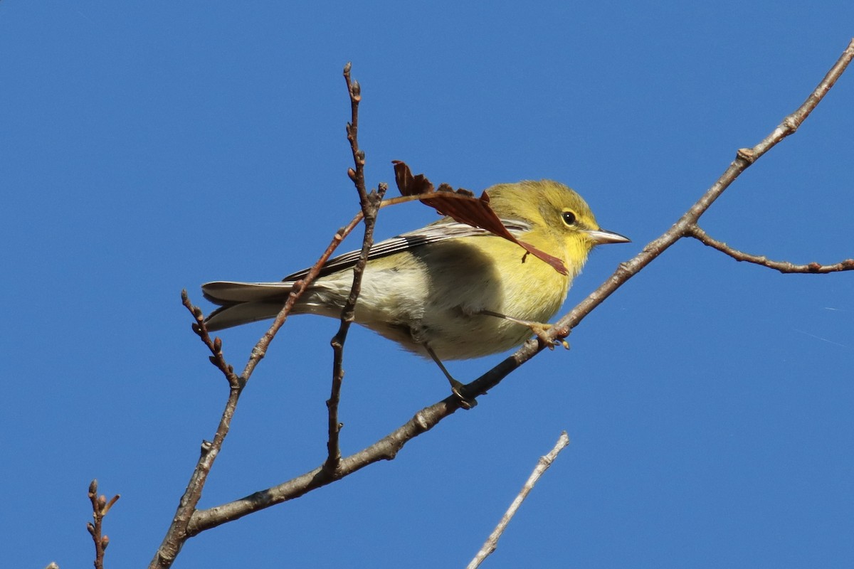 Çam Ötleğeni - ML492803631