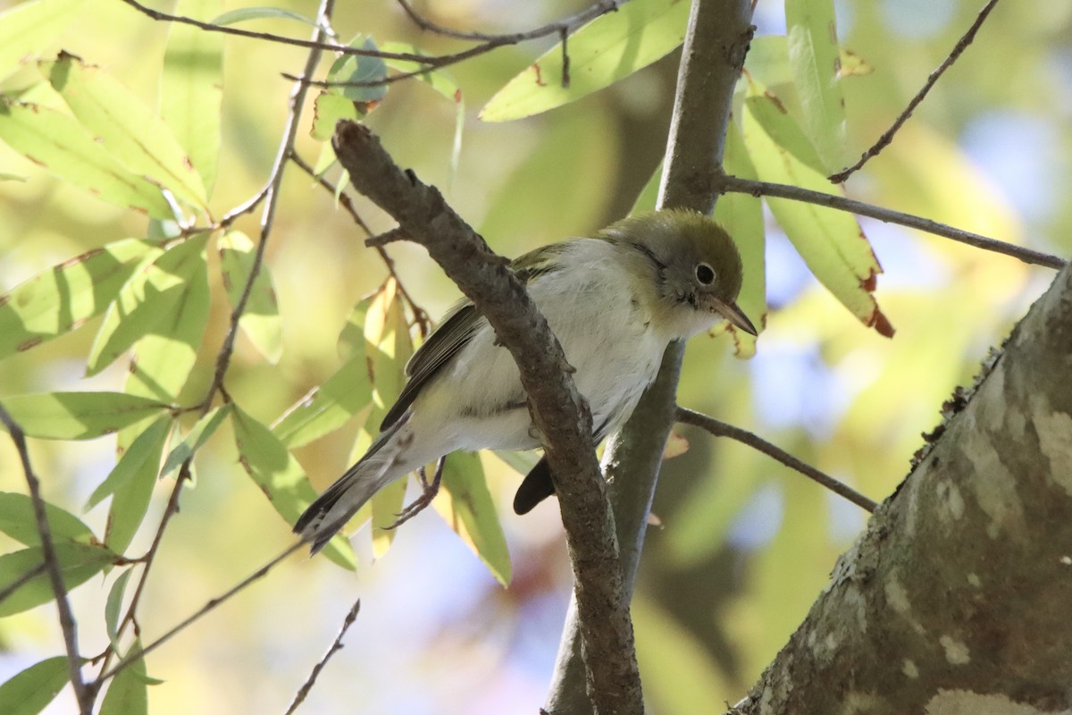 Chestnut-sided Warbler - ML492804791