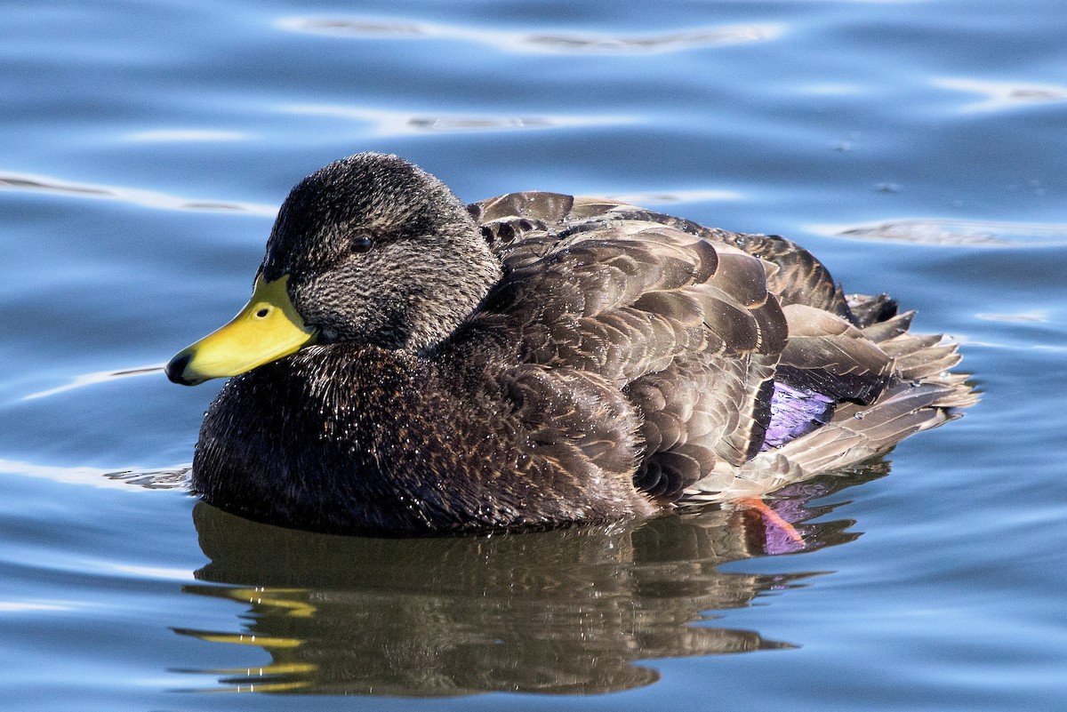 American Black Duck - Frank King