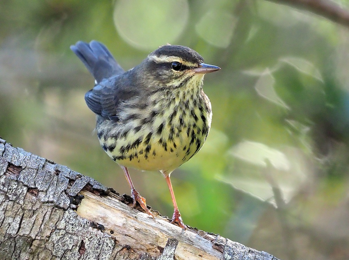 Northern Waterthrush - ML492807061