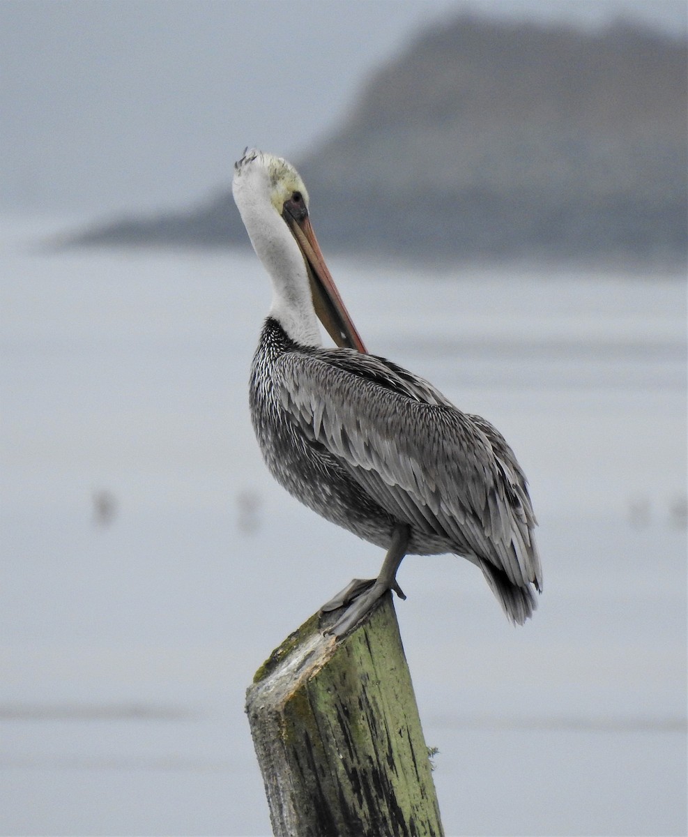 Brown Pelican - Sarah Hobart