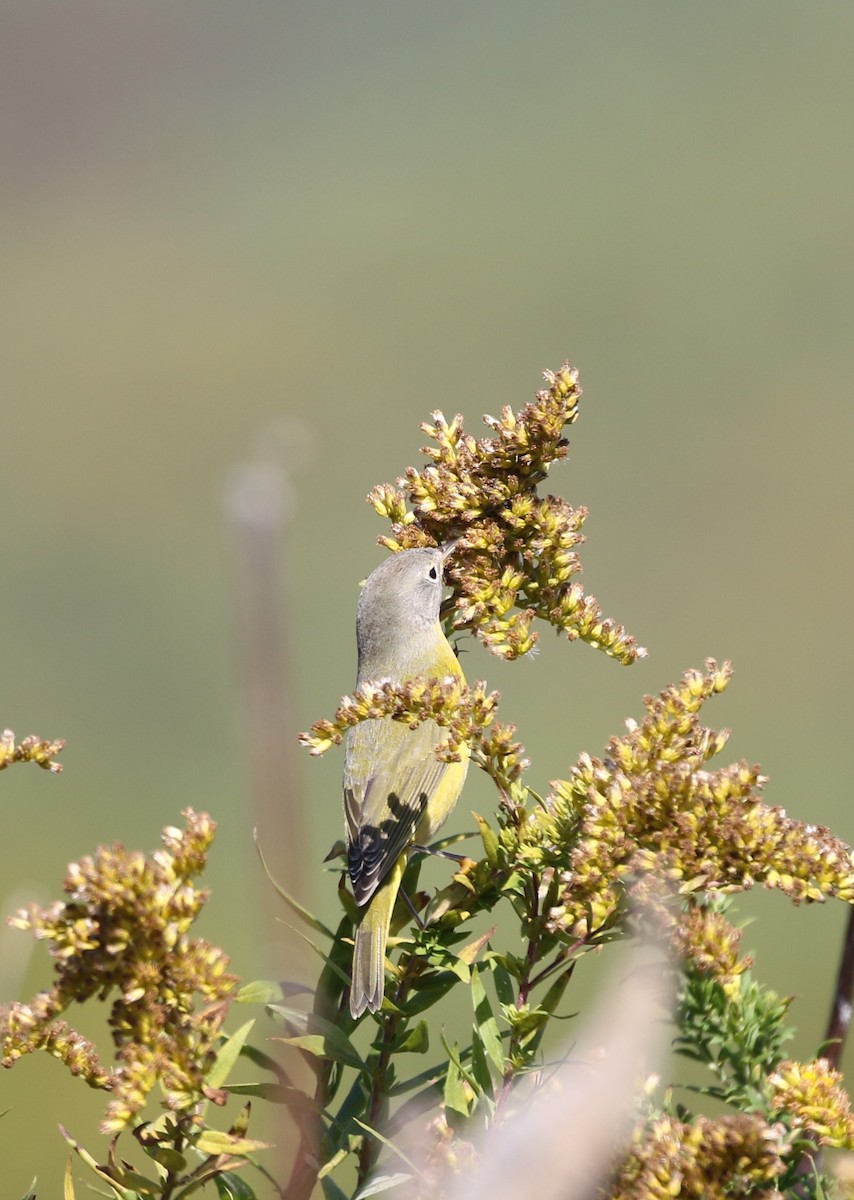 Nashville Warbler - ML492808441