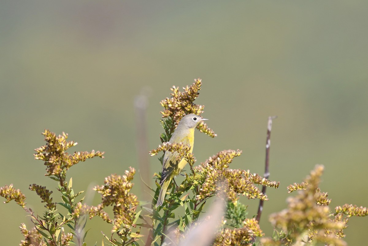 Nashville Warbler - ML492808451