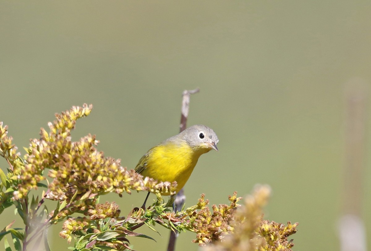 Nashville Warbler - ML492808461