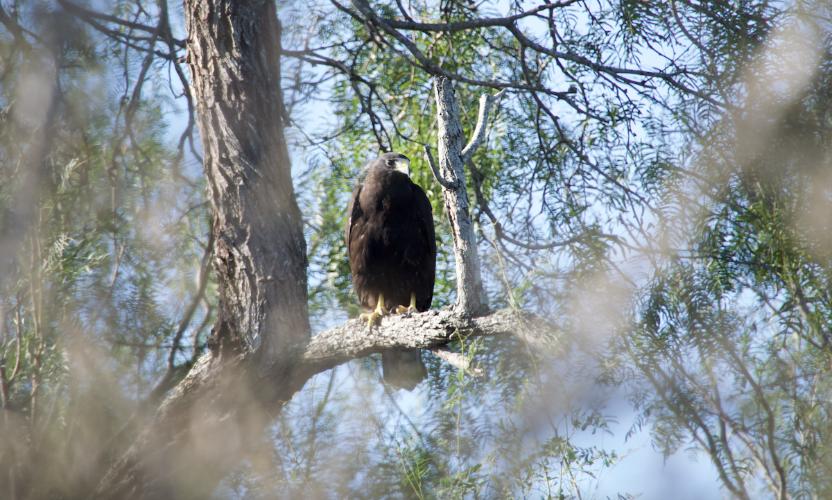 Rußbussard - ML492808631