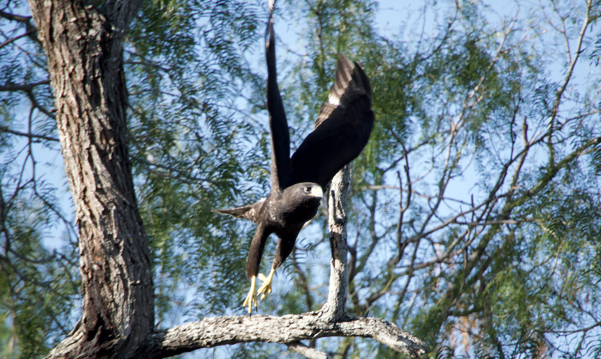Zone-tailed Hawk - Evan Farese