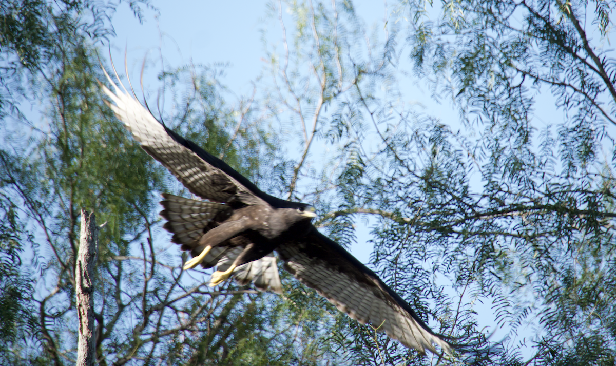 Zone-tailed Hawk - ML492808651