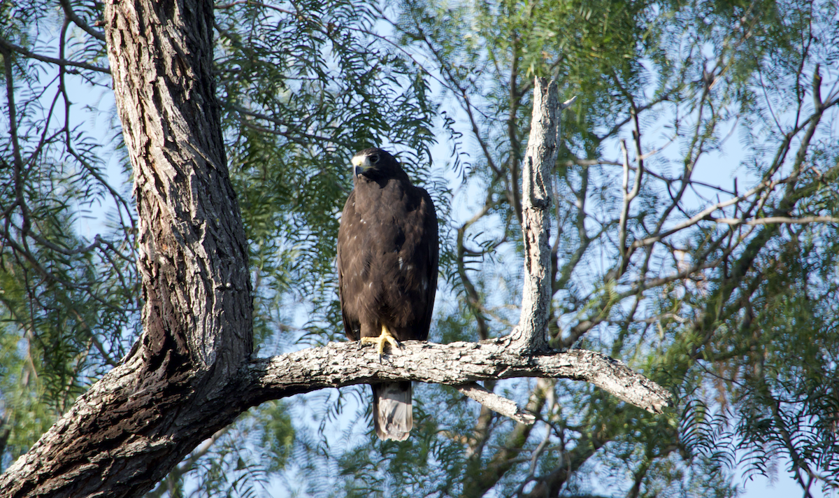 Zone-tailed Hawk - ML492808661