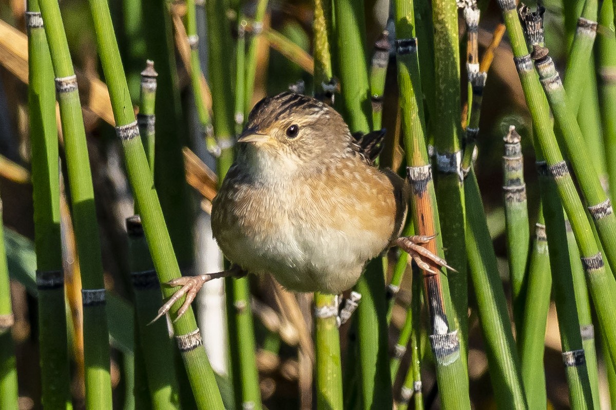 Sedge Wren - ML492808751