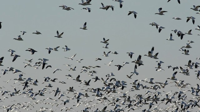 Snow Goose - ML492810641