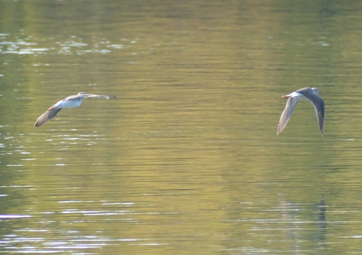 Greater Yellowlegs - ML492810721