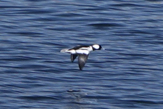 Bufflehead - ML492810751