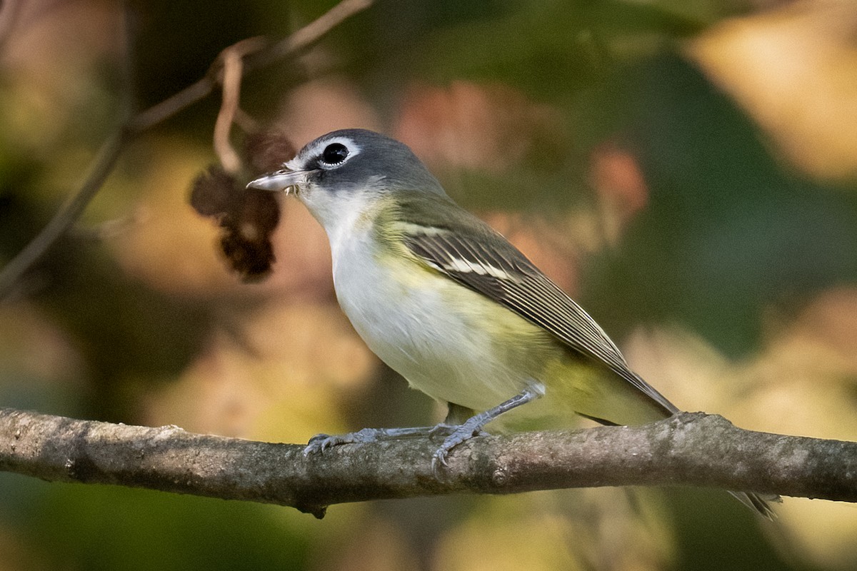 Blue-headed Vireo - ML492810801