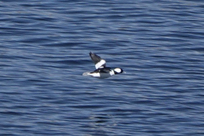 Bufflehead - ML492810811