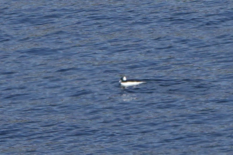 Bufflehead - ML492810971