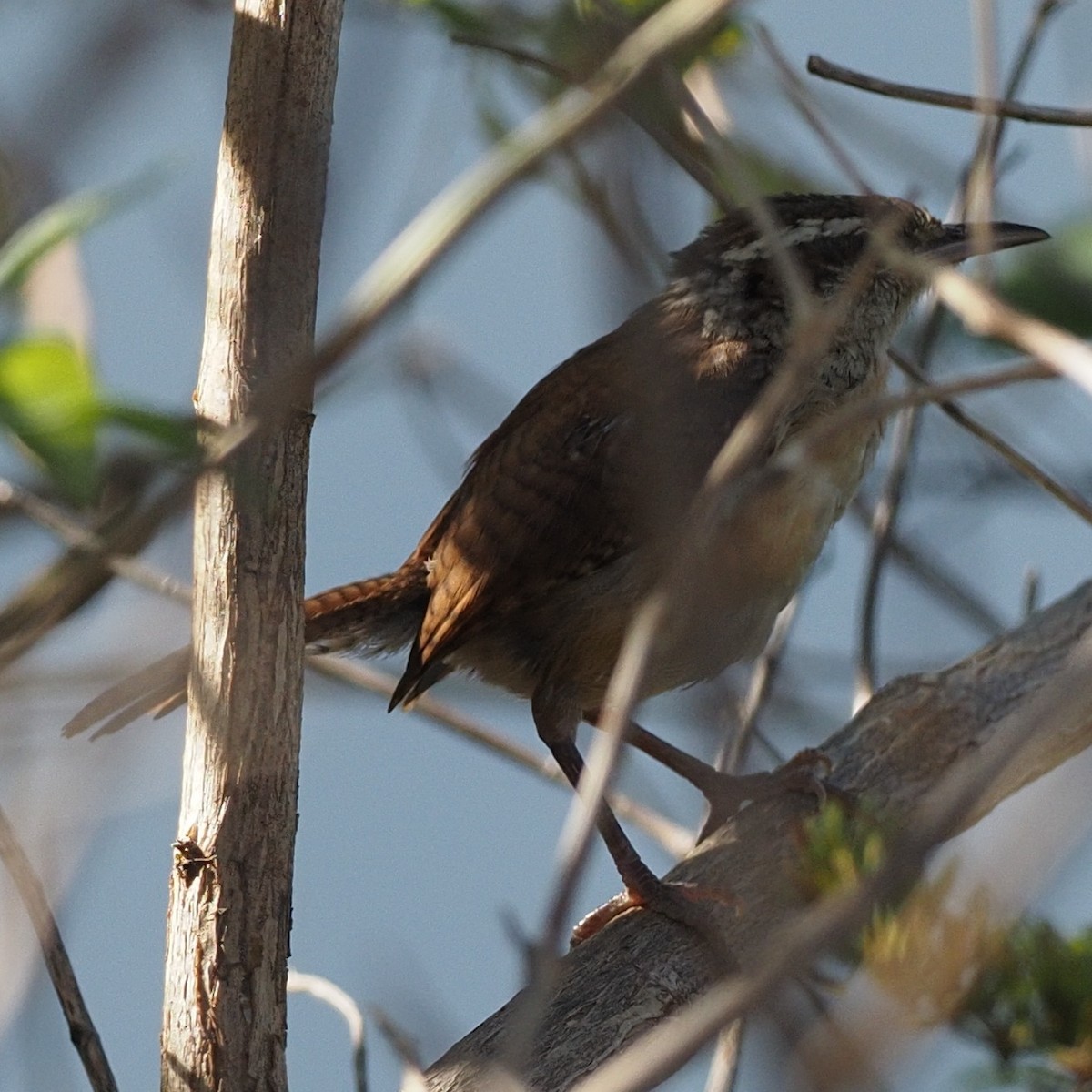 Carolina Wren - ML492811511