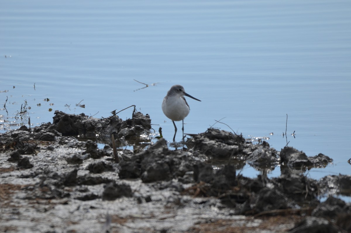 Common Greenshank - ML492811591