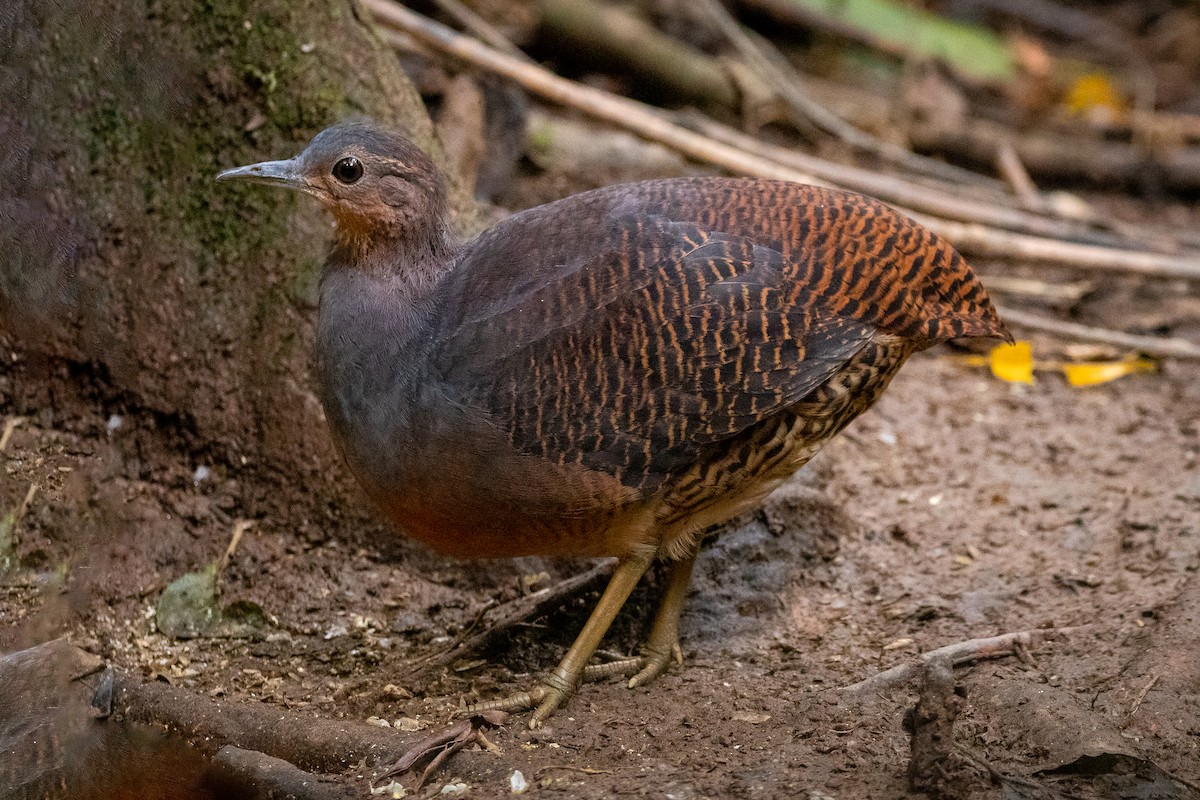 tinama žlutonohá (ssp. noctivagus) - ML492811851