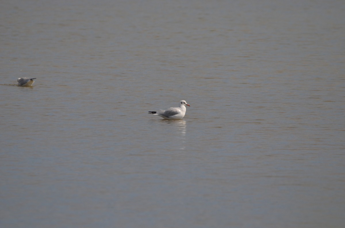 Black-headed Gull - ML492812181