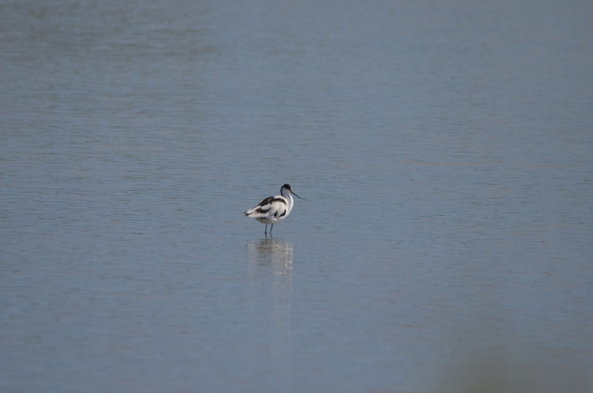 Pied Avocet - ML492812421