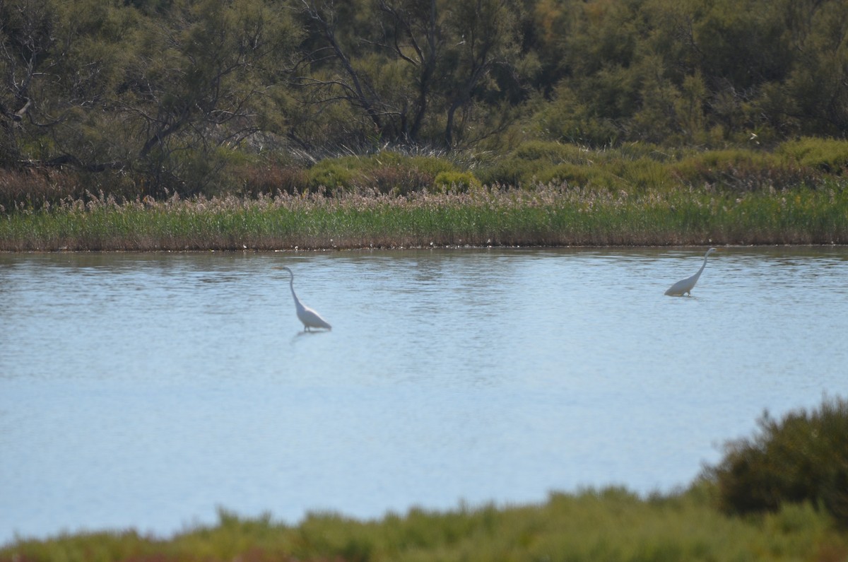 Great Egret - ML492812541