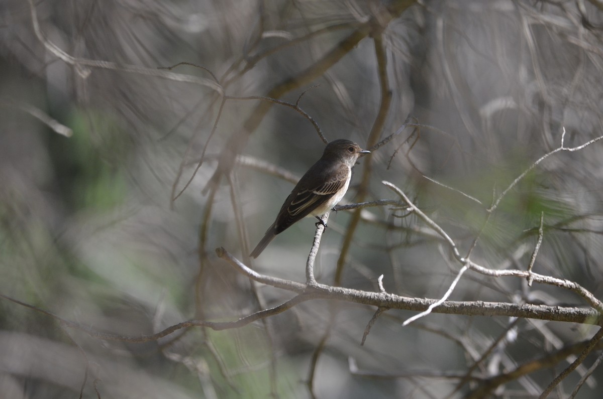 Spotted Flycatcher - ML492813041