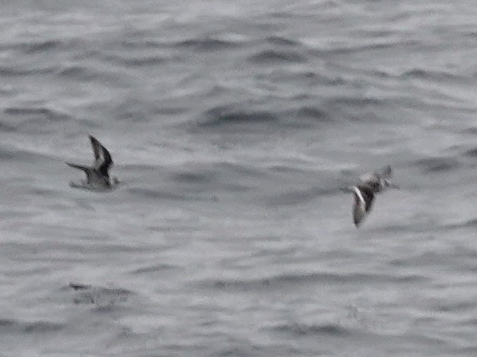 Red-necked Phalarope - ML492813671