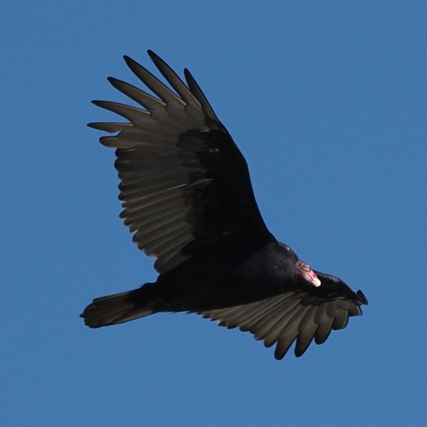 Turkey Vulture - ML492814311
