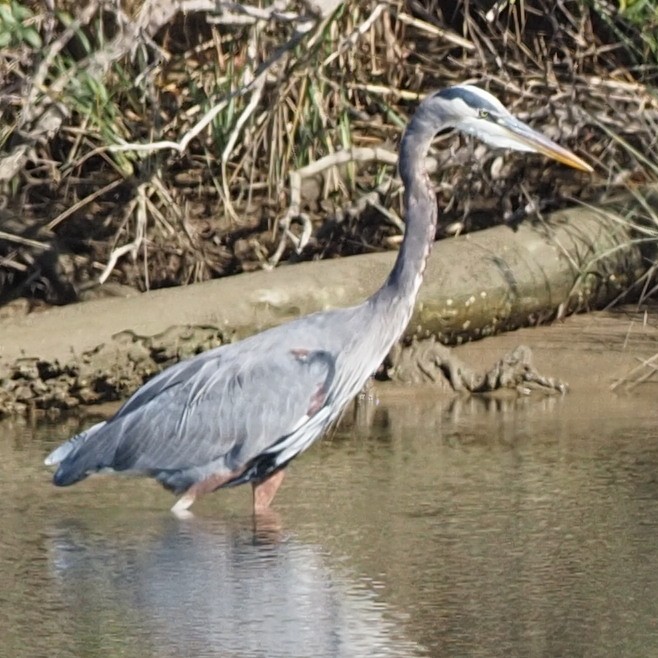 Garza Azulada - ML492814501