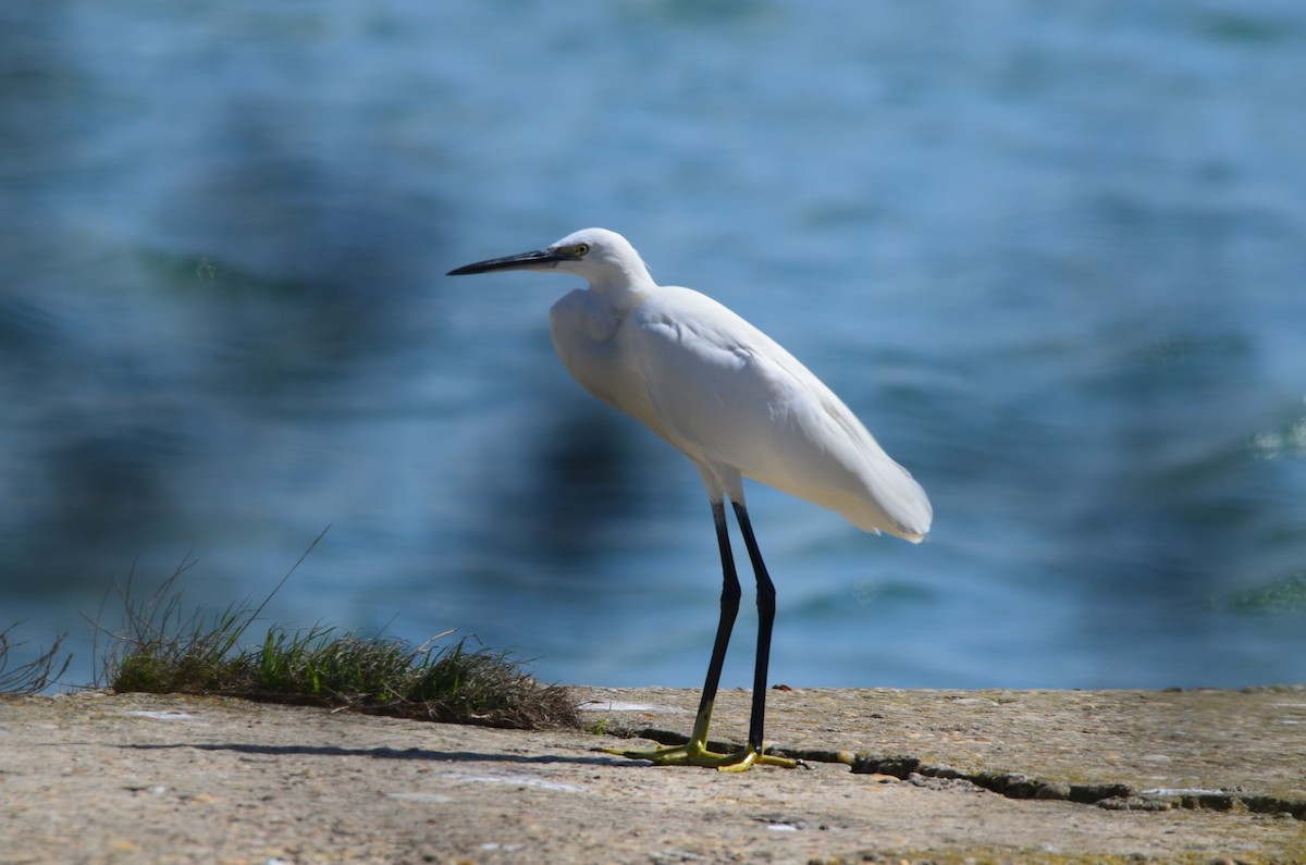 Little Egret - ML492814661