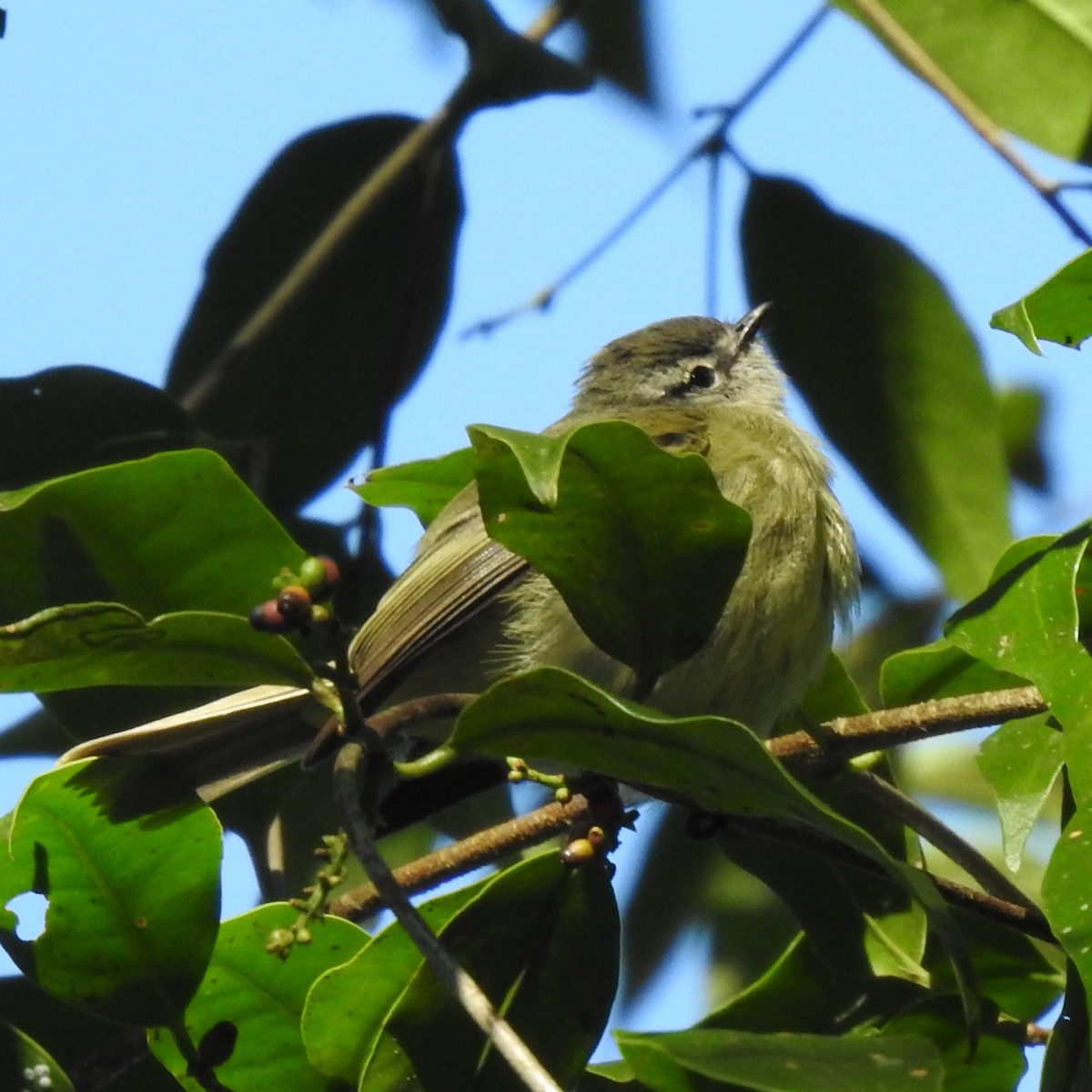 Mottle-cheeked Tyrannulet - ML492815641