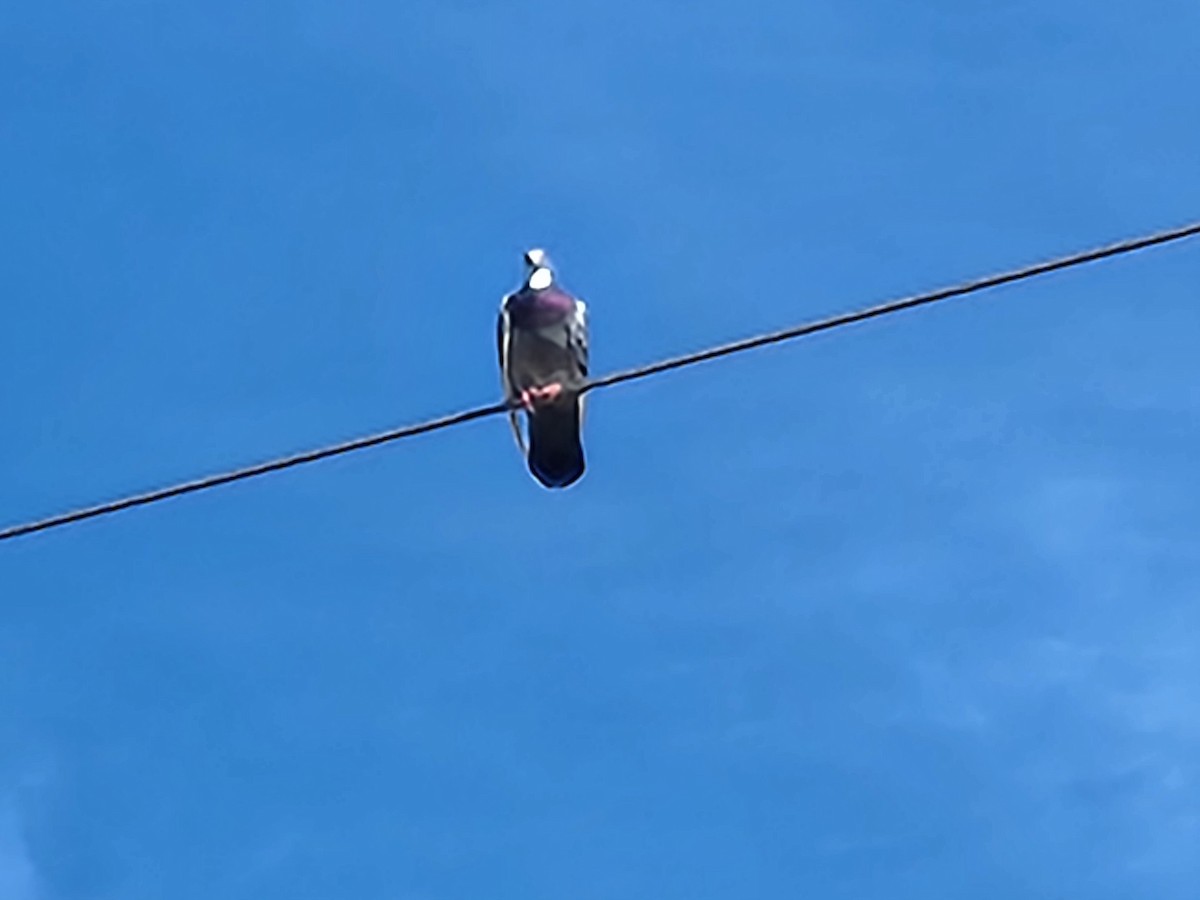 Rock Pigeon (Feral Pigeon) - ML492816041