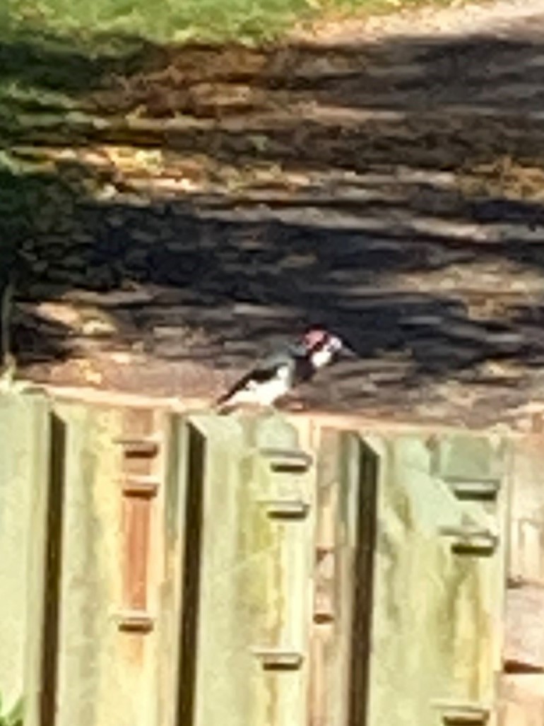 Acorn Woodpecker - Rick Taylor