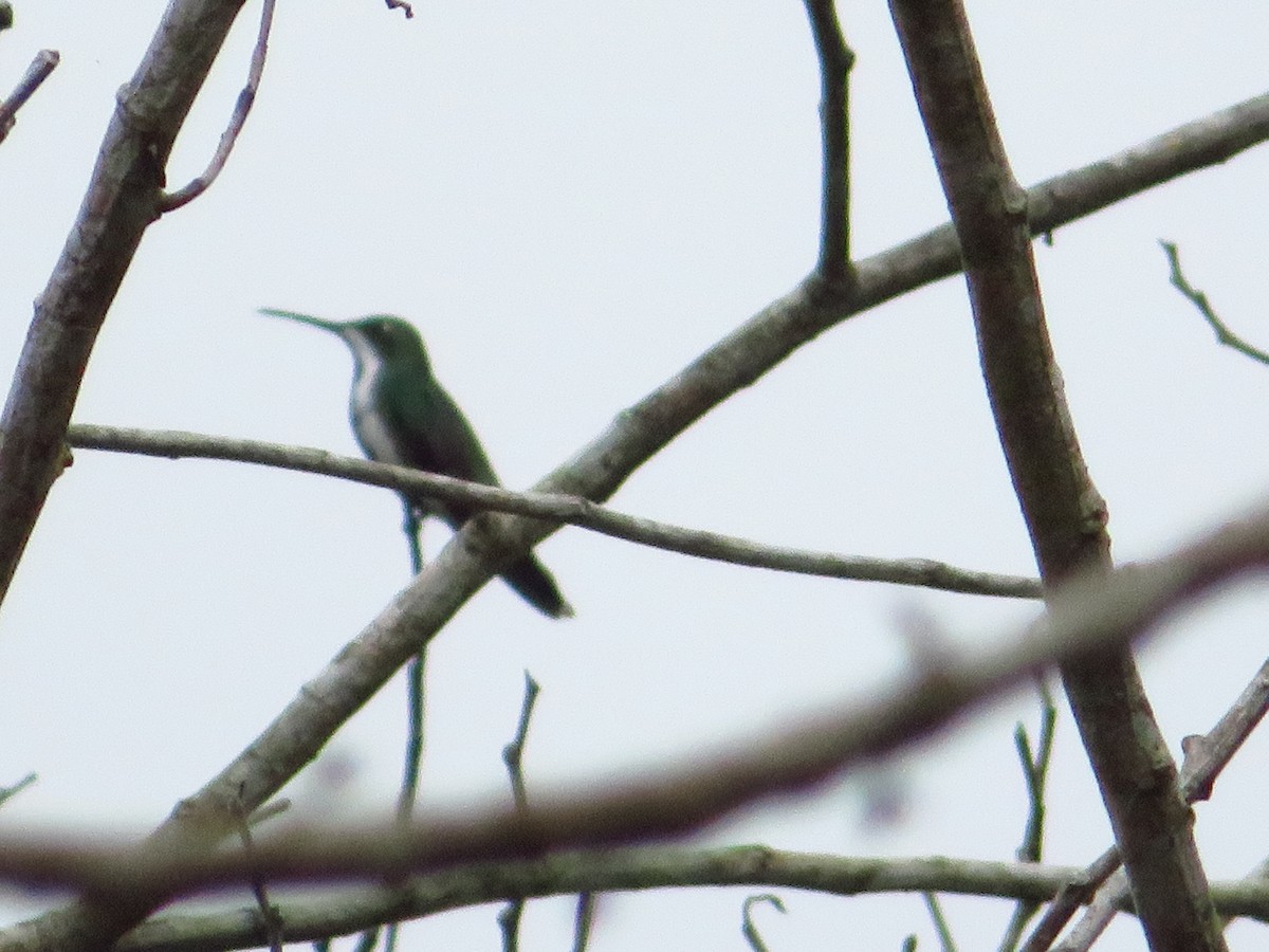 Black-throated Mango - maicol gonzalez guzman