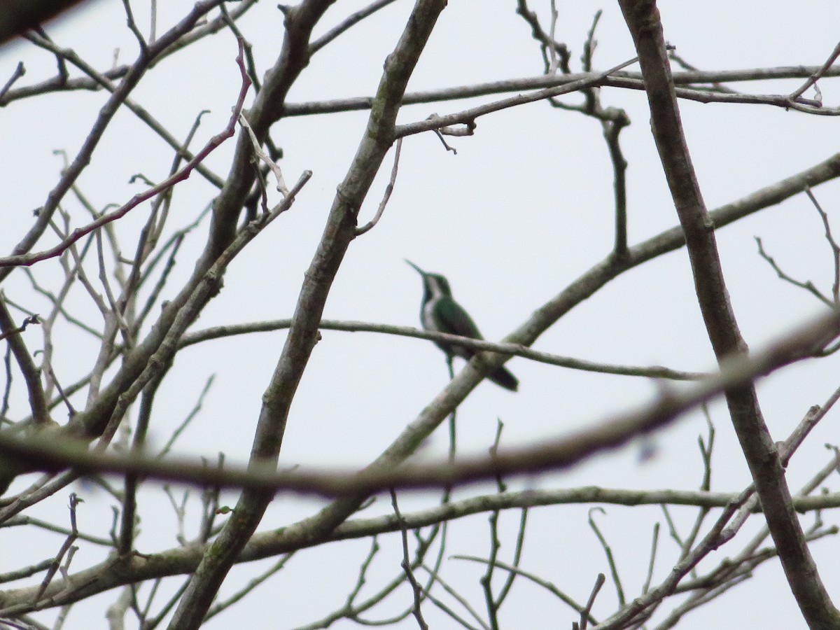 Black-throated Mango - maicol gonzalez guzman