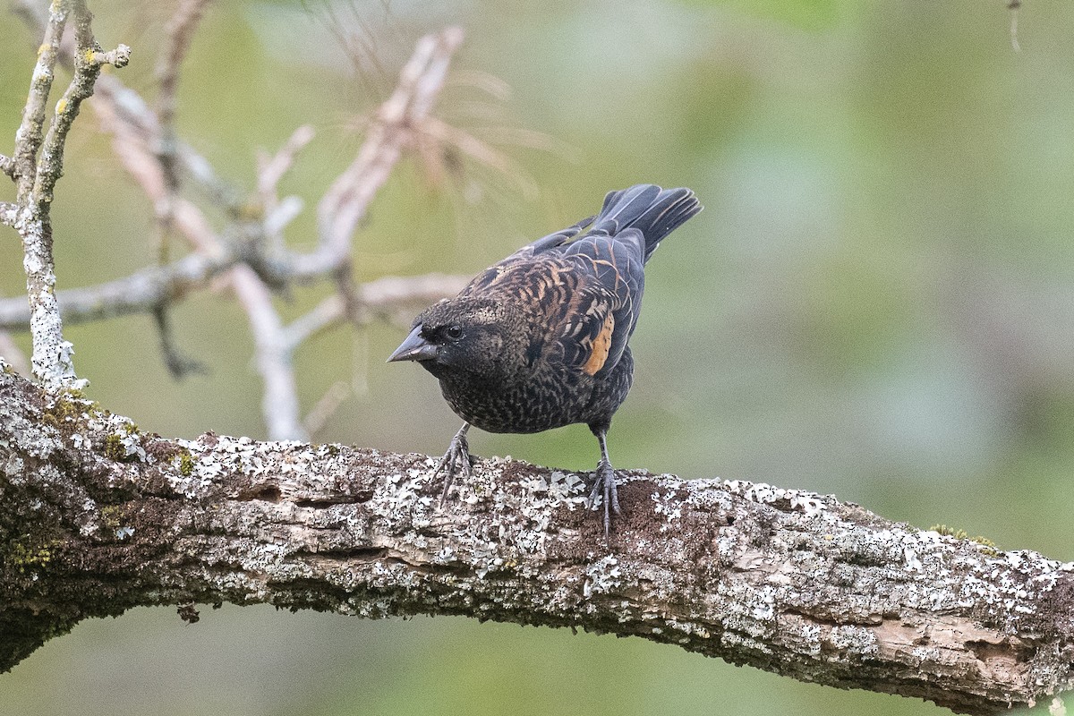 Red-winged Blackbird - Barry Marsh