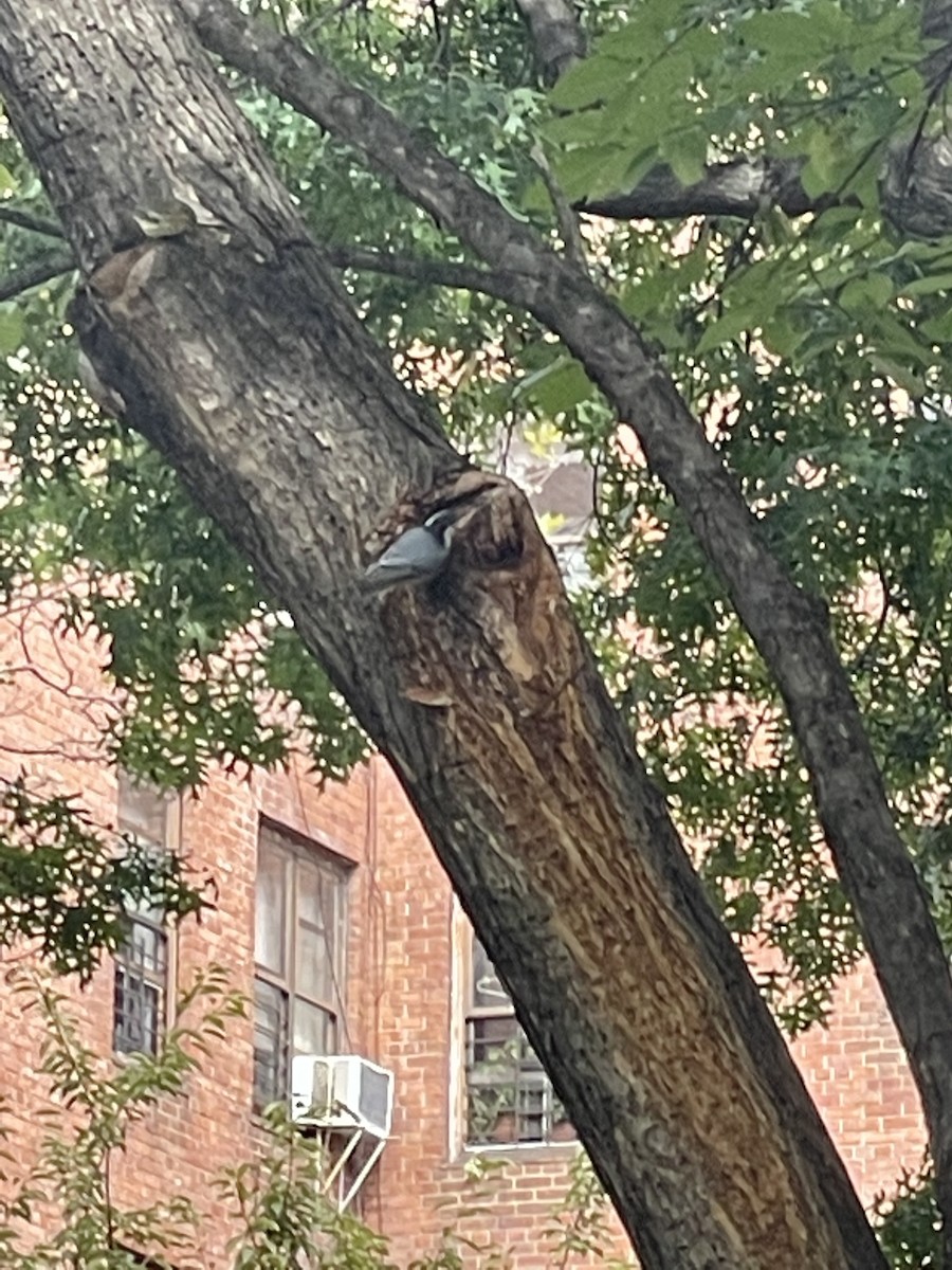 White-breasted Nuthatch - ML492823531
