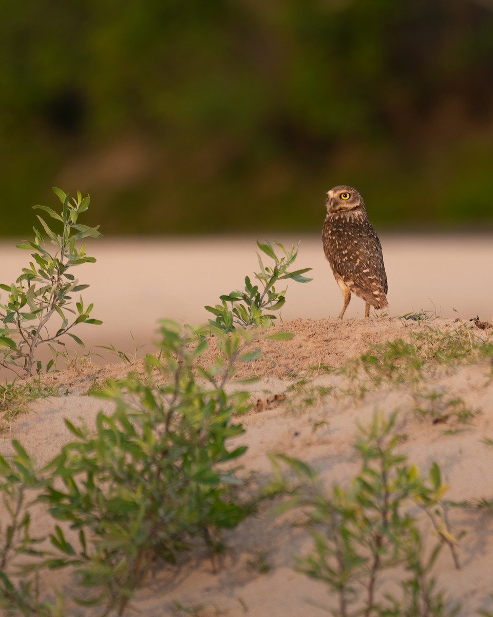 Burrowing Owl - ML492823701