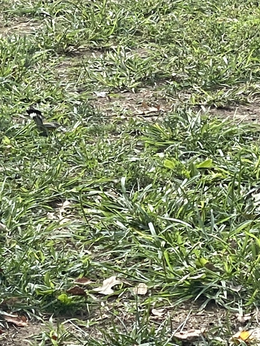 Rotschwanz-Waldsänger - ML492823741