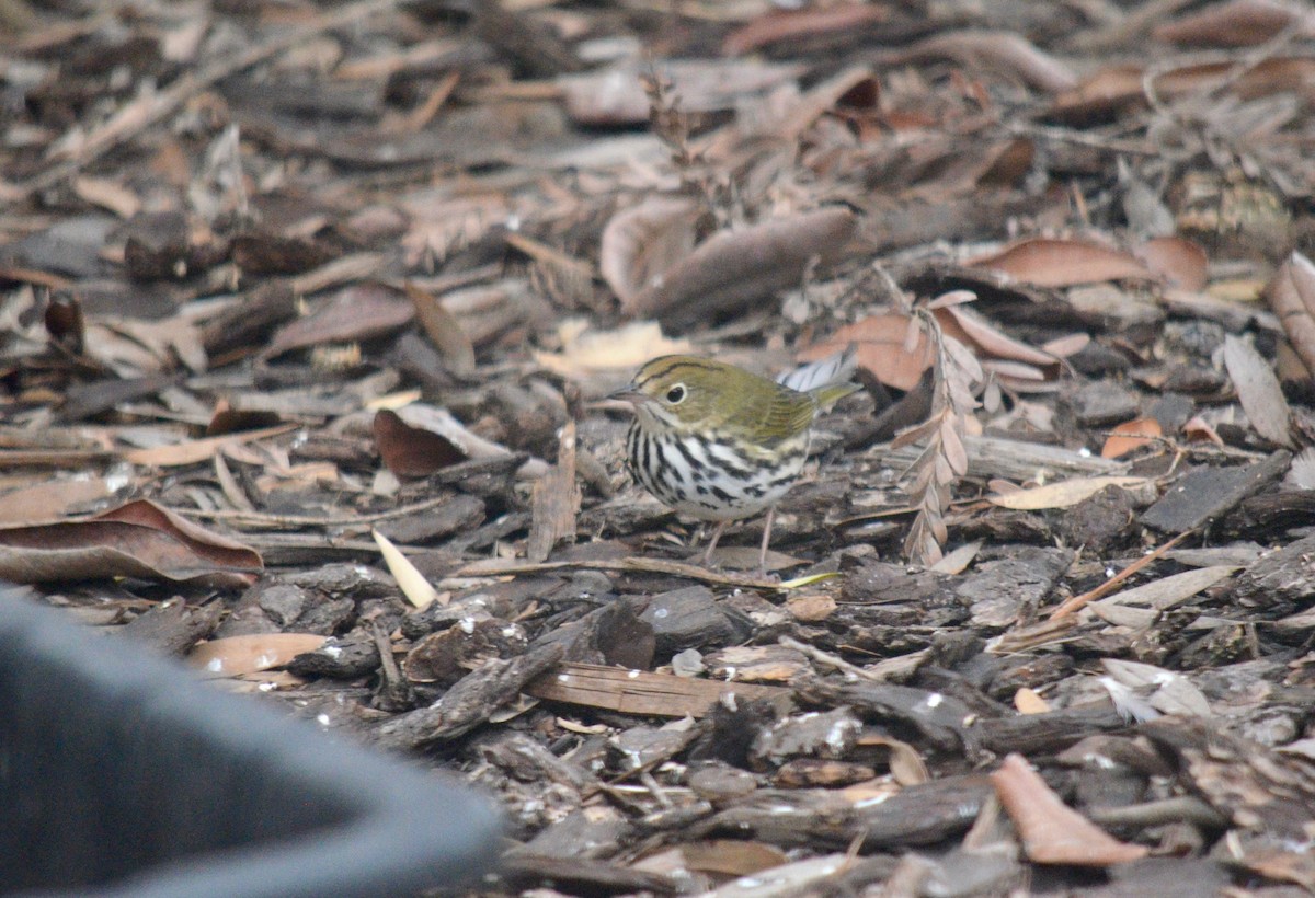 Ovenbird - ML492823901