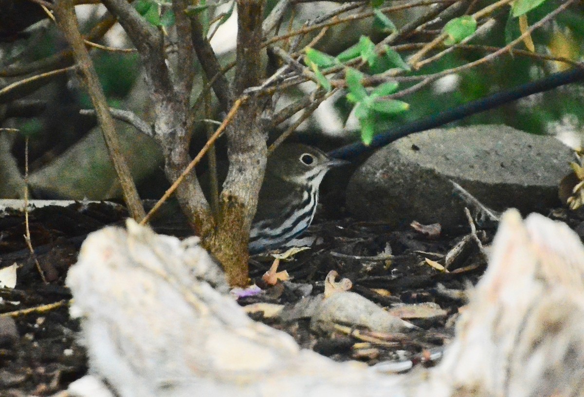 Ovenbird - ML492824061