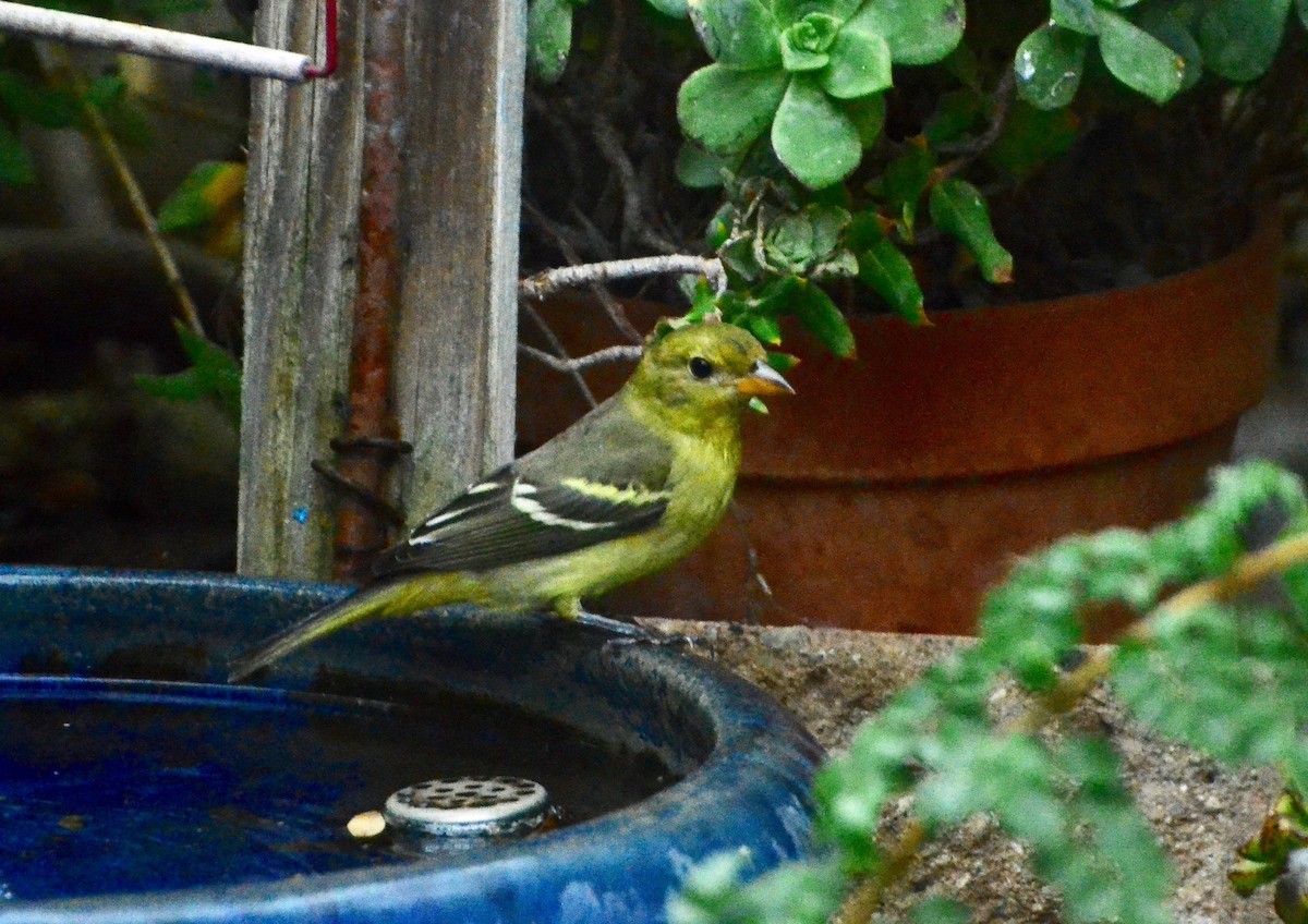 Western Tanager - ML492824471