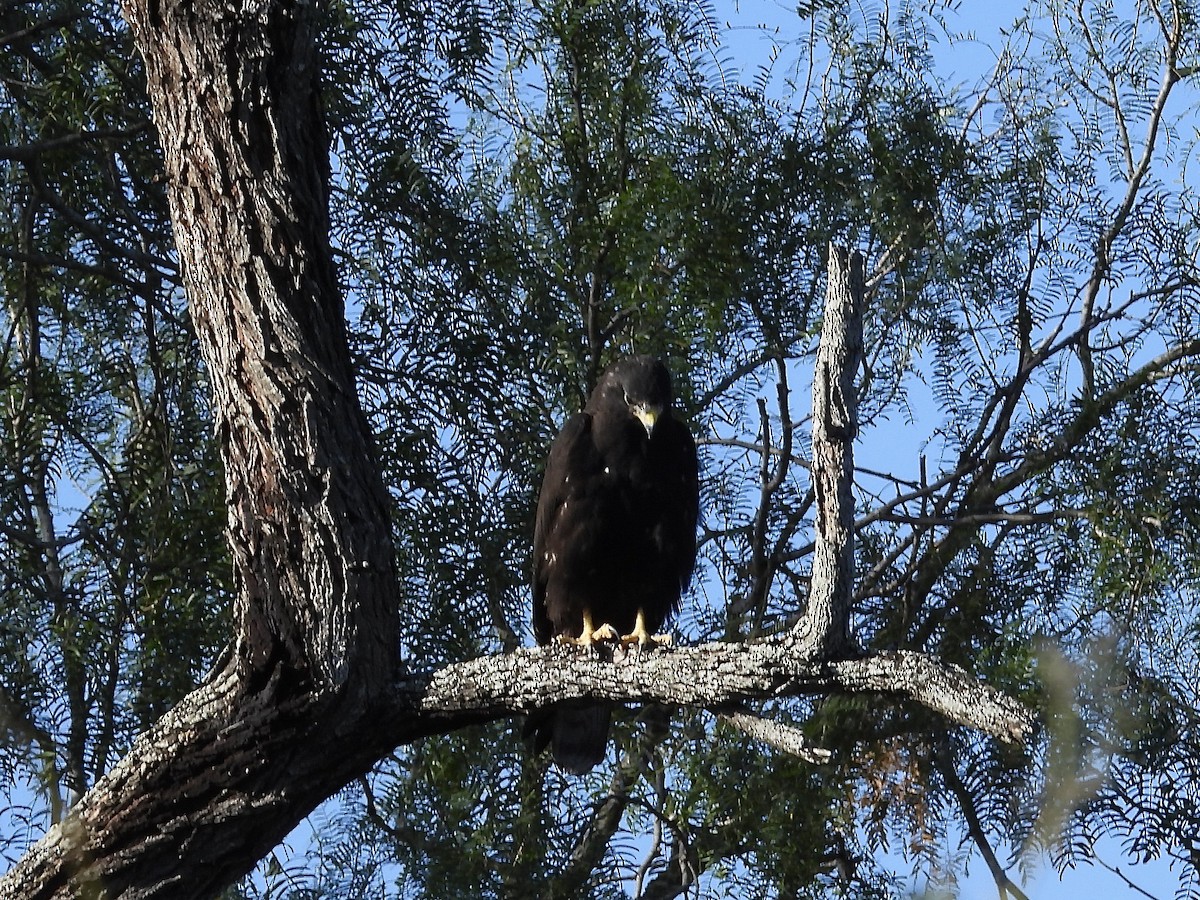 Zone-tailed Hawk - ML492826151