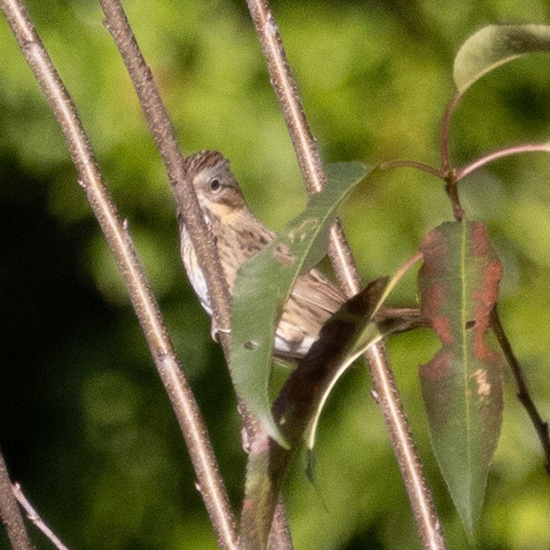 Lincoln's Sparrow - Evelyn Ralston