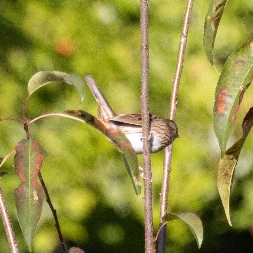 Lincoln's Sparrow - ML492826191