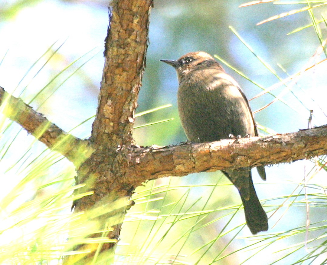 Rusty Blackbird - ML492827041