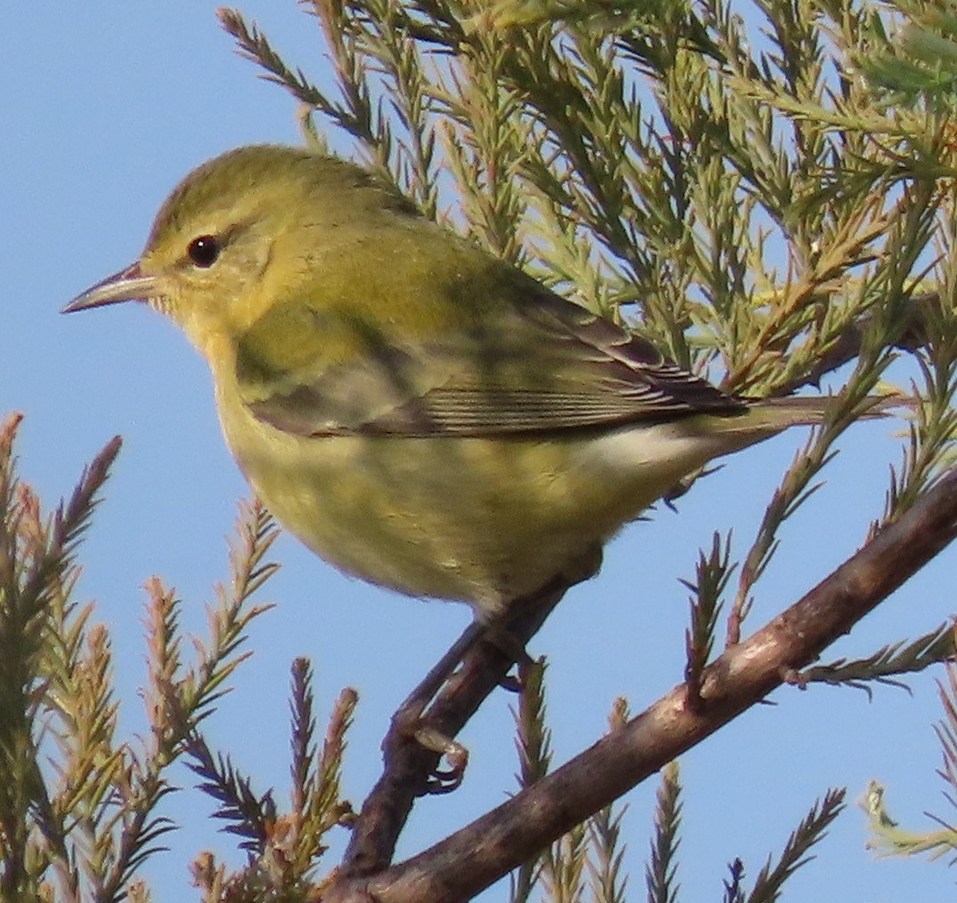 Tennessee Warbler - ML492827201