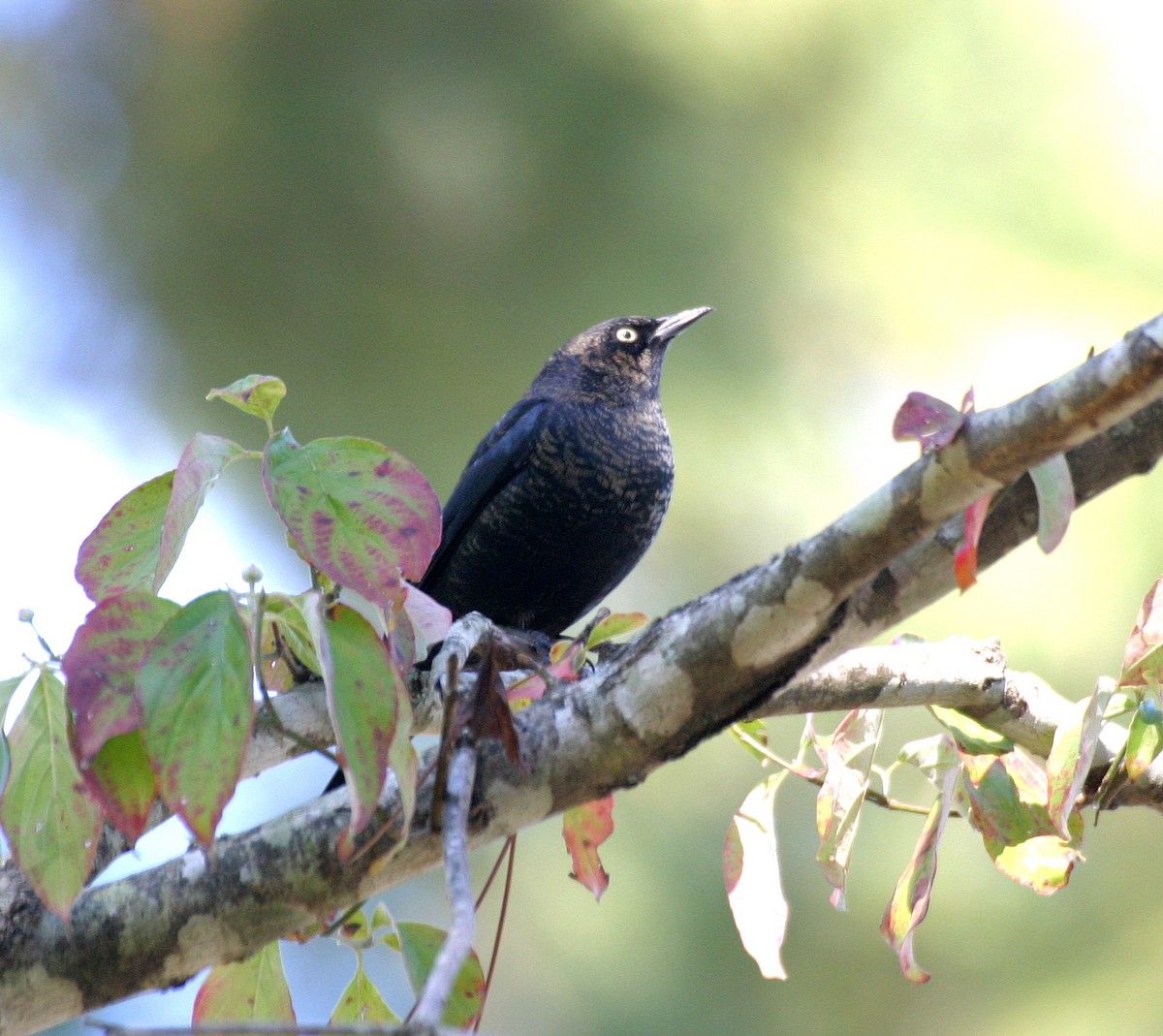 Rusty Blackbird - ML492828081