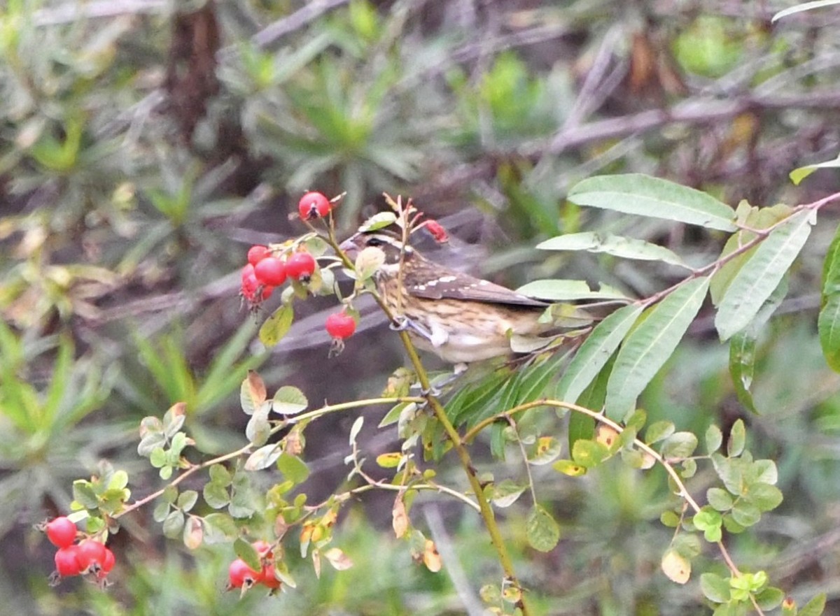 Rose-breasted Grosbeak - ML492828181