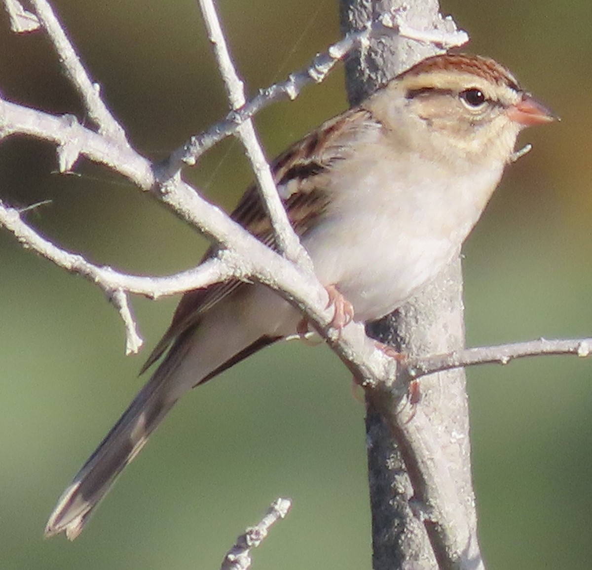 Chipping Sparrow - ML492828211
